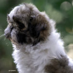 Cucciolo Shih Tzu Mekong Jiang