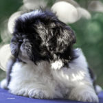 Cucciolo Shih Tzu Mekong Jiang