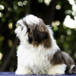 Cucciolo Shih Tzu Mekong Jiang