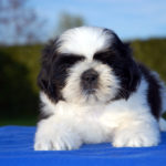 Cucciolo Shih Tzu Mekong Jiang