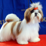 Cucciolo Shih Tzu Mekong Jiang